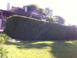 Trend Constructions (BEFORE)